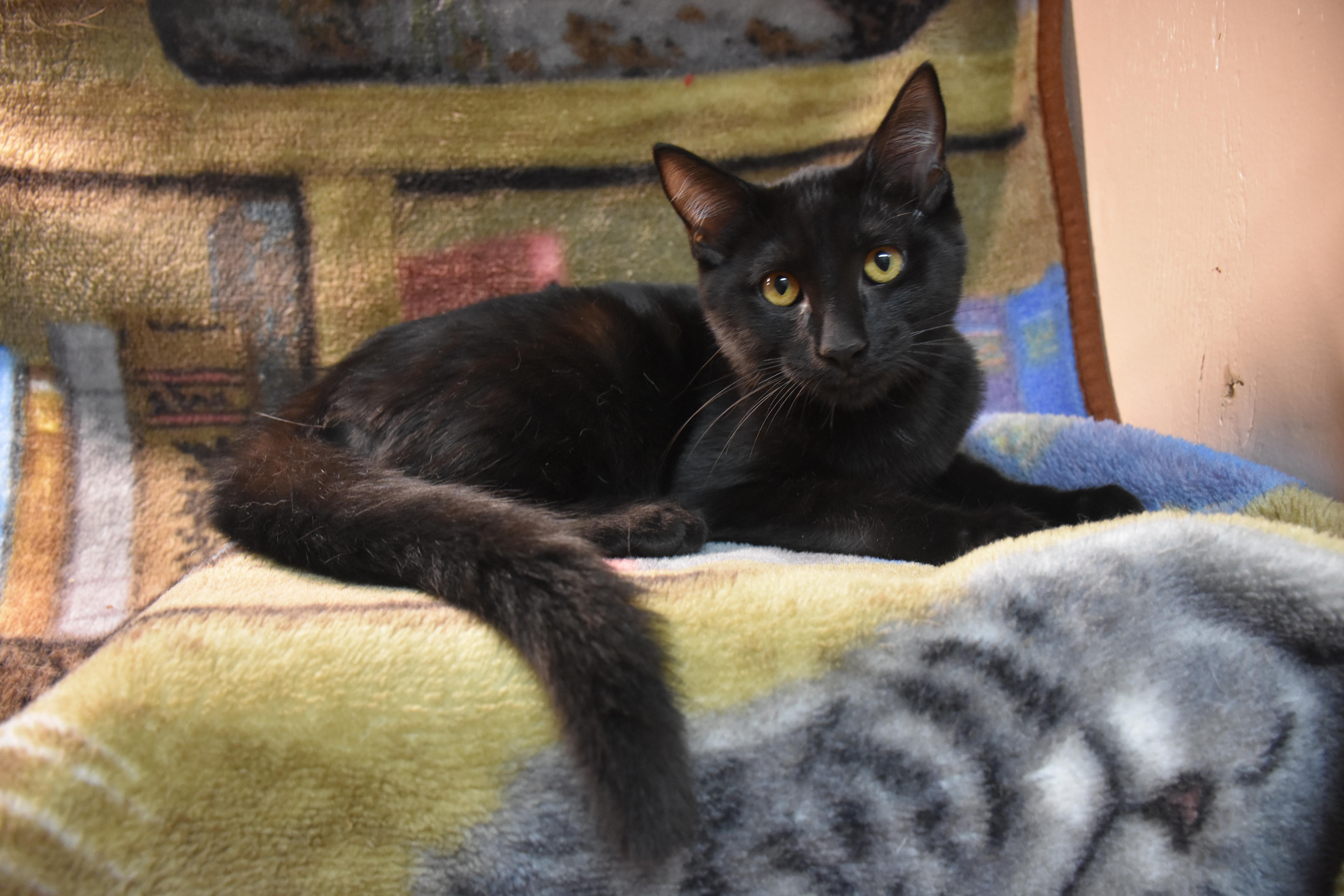 A baby medium-sized male Black Domestic Short Hair cat named Kristofur for adoption in North Judson, IN