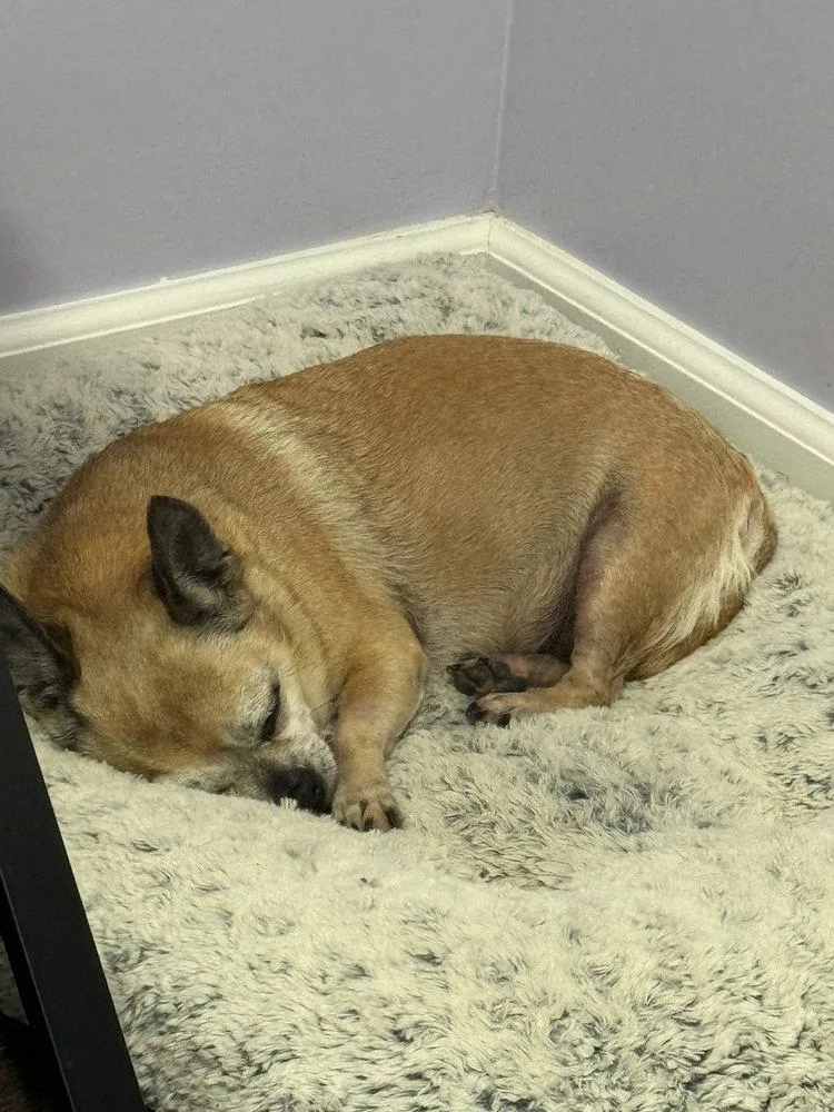 A young medium-sized female Chihuahua dog named Rose ~ for adoption in Columbia, TN