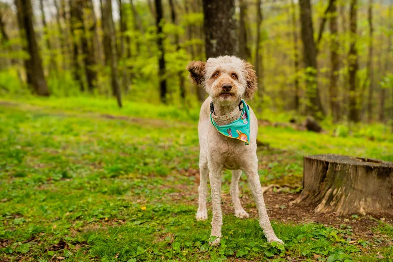 An adult medium-sized female Apricot / Beige Standard Poodle dog named Bella for adoption in Dellslow, WV