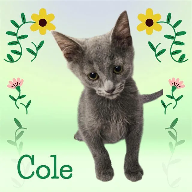 Coal