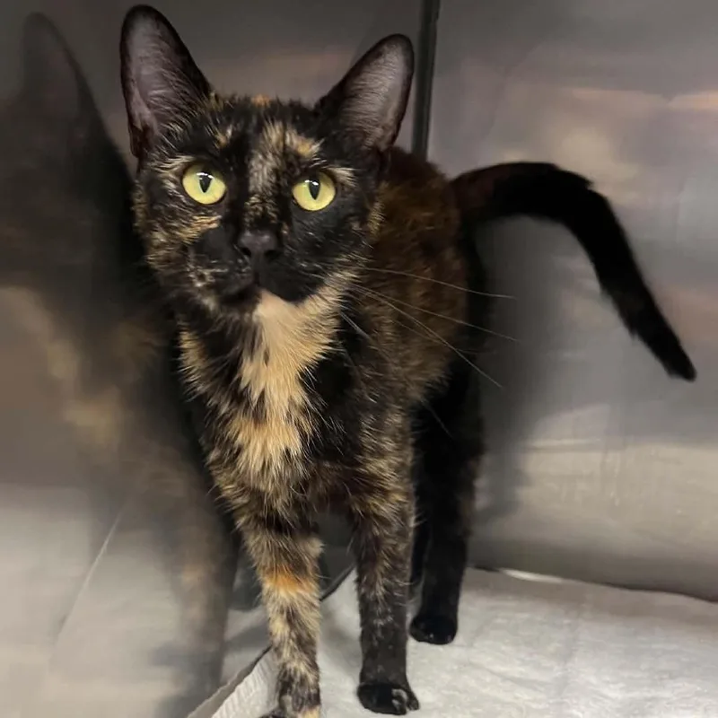 An adult medium-sized female Black Domestic Short Hair cat named Katniss for adoption in Lake Panasoffkee, FL