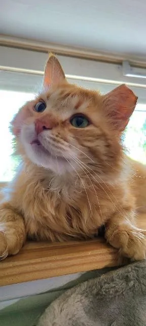 A young medium-sized male Domestic Long Hair cat named Colonel Mustard for adoption in Pawtucket, RI