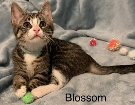 A baby medium-sized female Tabby cat named Blossom for adoption in Richardson, TX