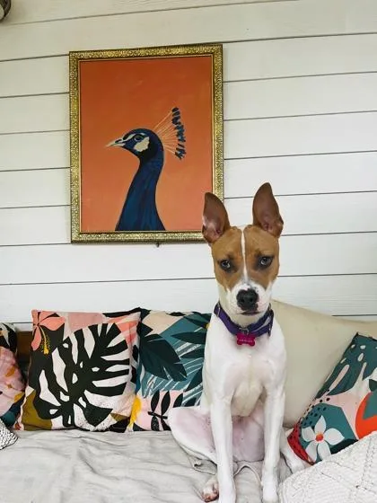A young medium-sized male Mixed Breed dog named Pip for adoption in Atlanta, GA