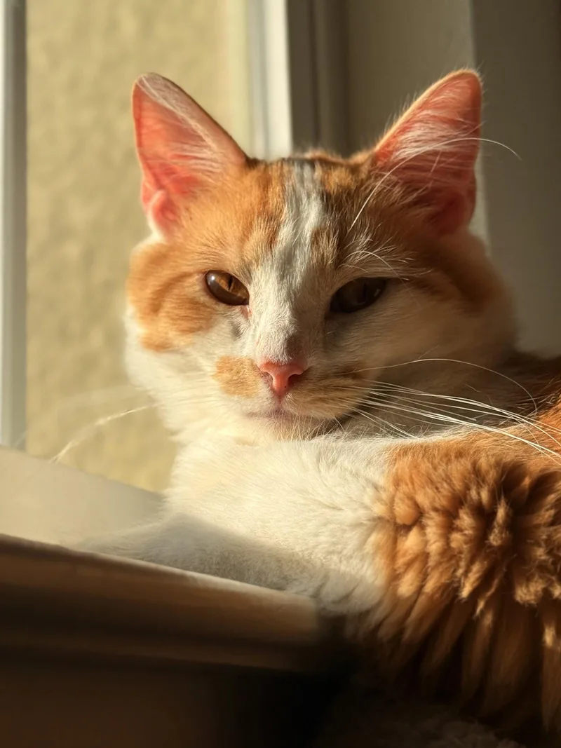 Sunny thumbnail 3