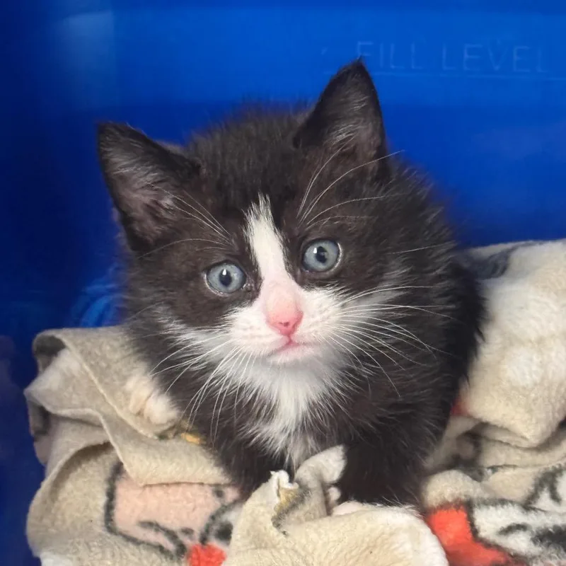 A baby small-sized male Black Domestic Short Hair cat named Paste for adoption in Columbiana, AL