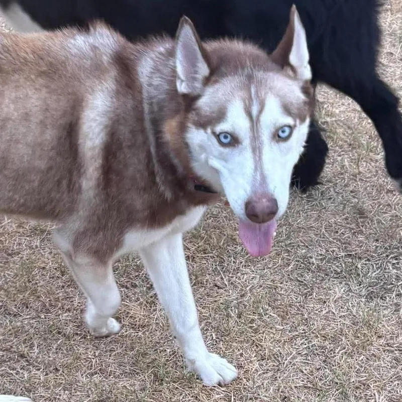 An adult medium-sized female White / Cream Husky dog named Sasha Courtesy for adoption in Oklahoma City, OK