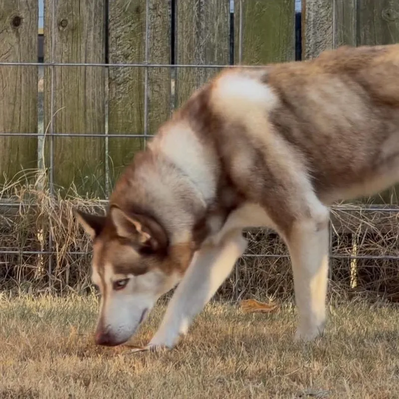 Sasha Courtesy thumbnail 4