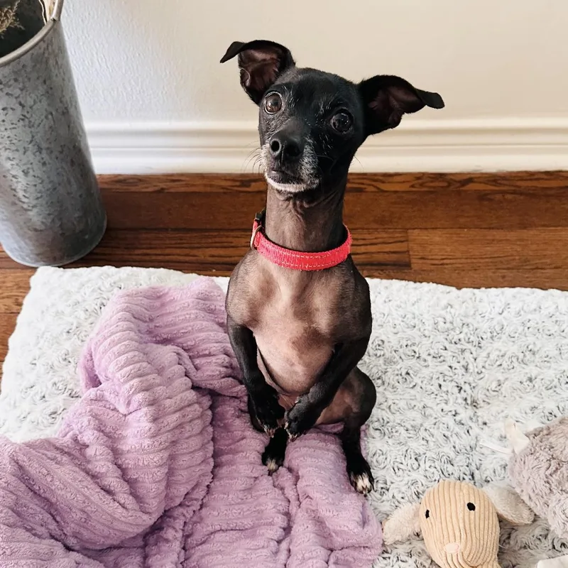 A young small-sized male Black Chihuahua dog named Bruno for adoption in South Houston, TX