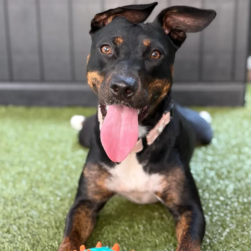 A young medium-sized female Black Mixed Breed dog named Sunshine for adoption in New York, NY