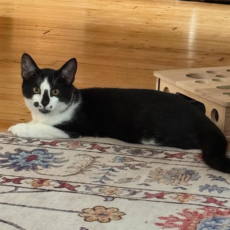 A baby small-sized male Domestic Short Hair cat named Sebastian for adoption in Minneapolis, MN