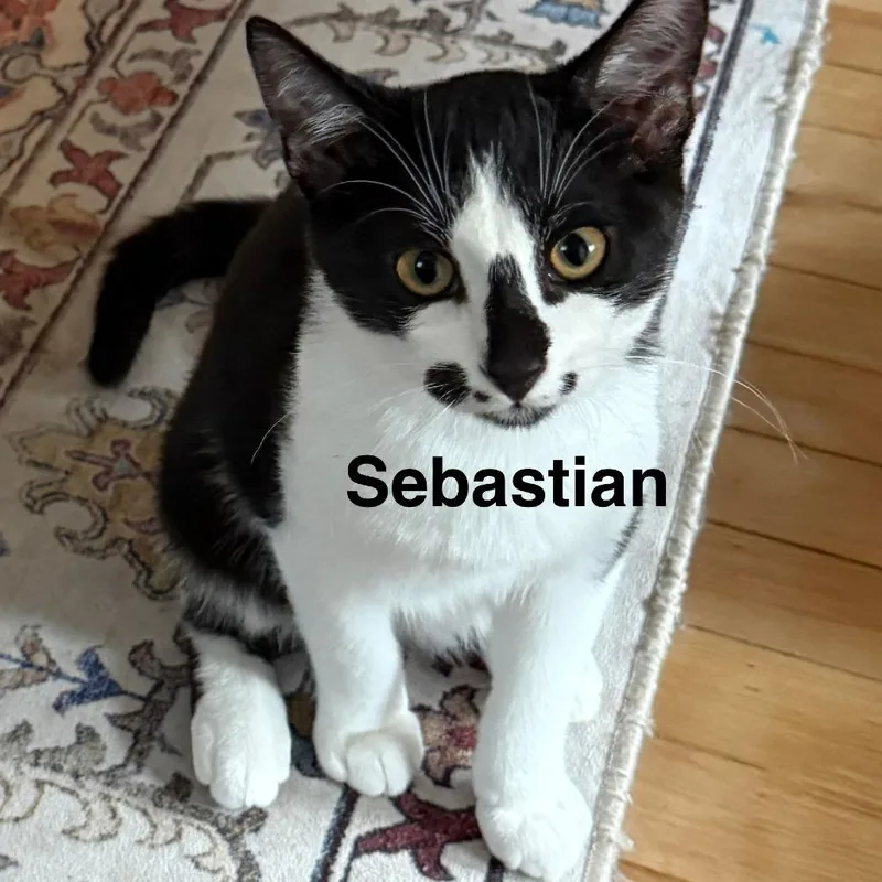 Sebastian thumbnail 2