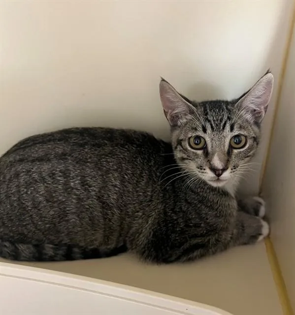 A young small-sized male Domestic Short Hair cat named Stitch for adoption in Thousand Palms, CA