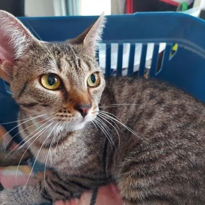 An adult small-sized female Brown / Chocolate Domestic Short Hair cat named Belle for adoption in Atlanta, GA