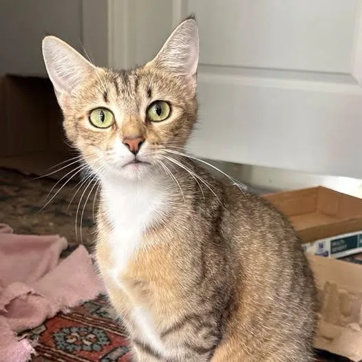An adult medium-sized female Tabby (Tiger Striped) Domestic Short Hair cat named Aviv for adoption in Nantucket, MA