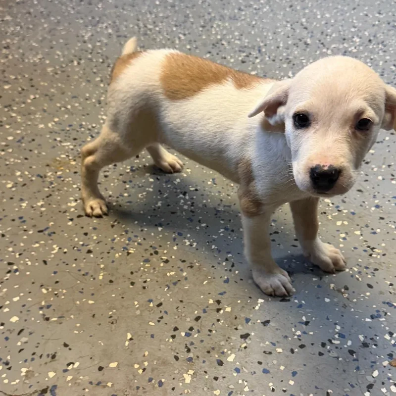 A baby small-sized male Pit Bull Terrier dog named Klaus for adoption in Tuscaloosa, AL