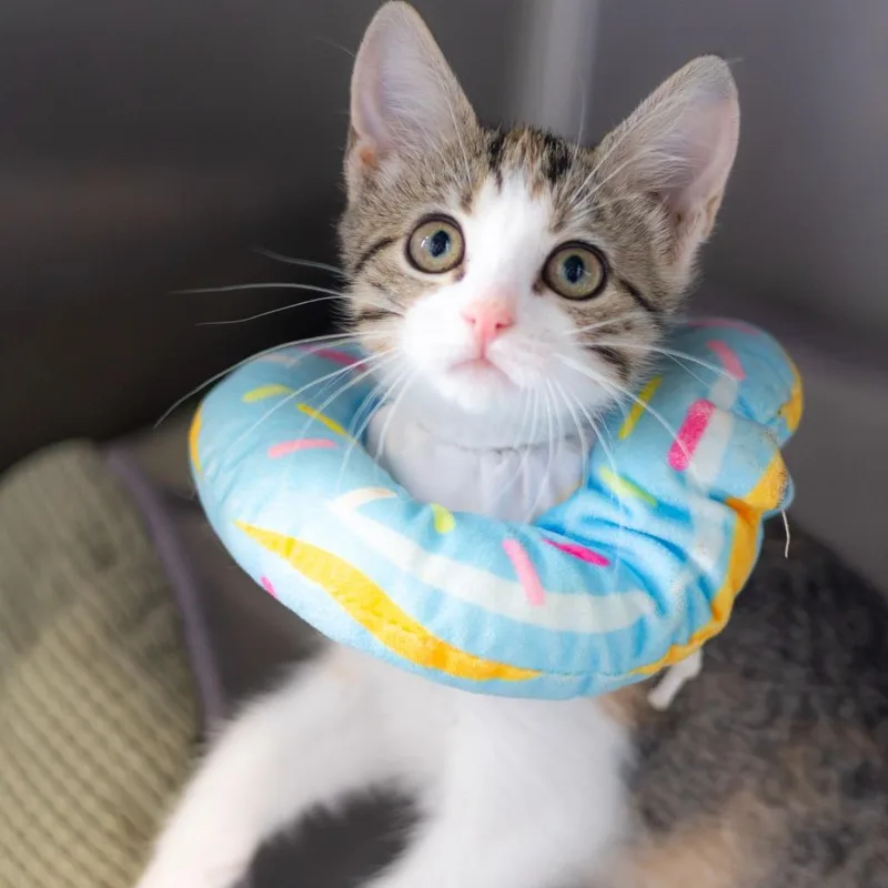 A baby small-sized female Calico Domestic Short Hair cat named Jackie for adoption in Wilmington, DE
