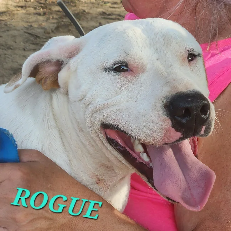 Rogue Marvel thumbnail 2