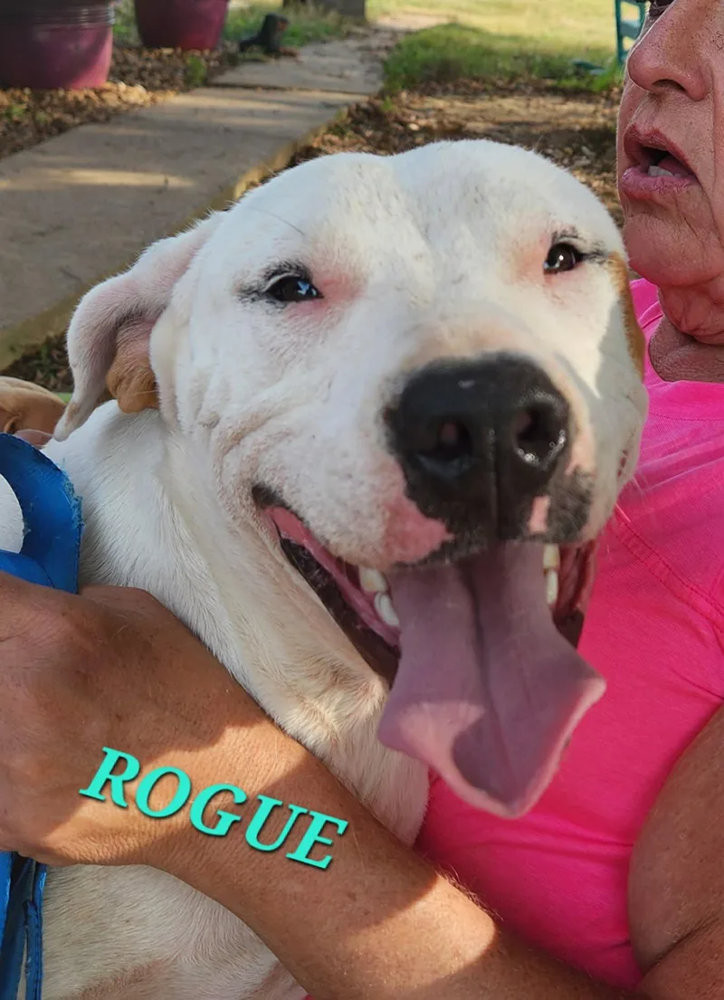Rogue Marvel thumbnail 6
