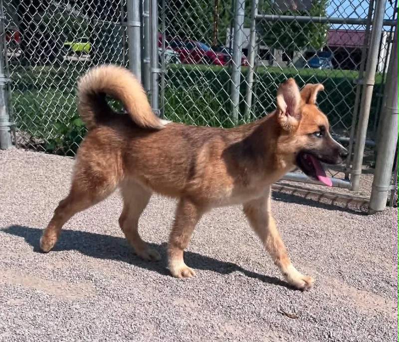 A young large-sized male Yellow / Tan / Blond / Fawn Husky dog named Ryder for adoption in Springfield, IL