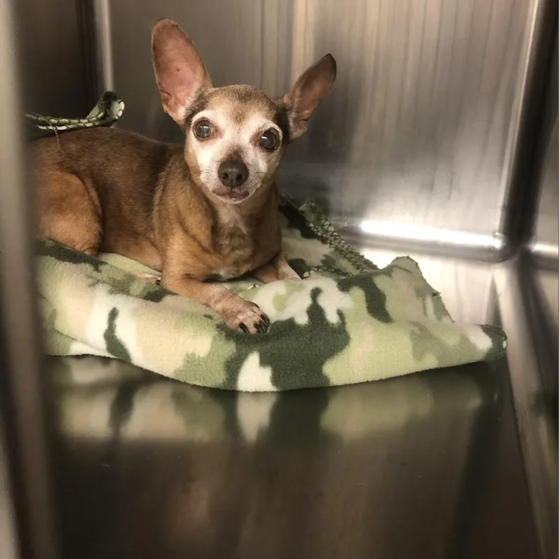 A senior small-sized female Yellow / Tan / Blond / Fawn Mixed Breed dog named Shelby for adoption in Lake Jackson, TX