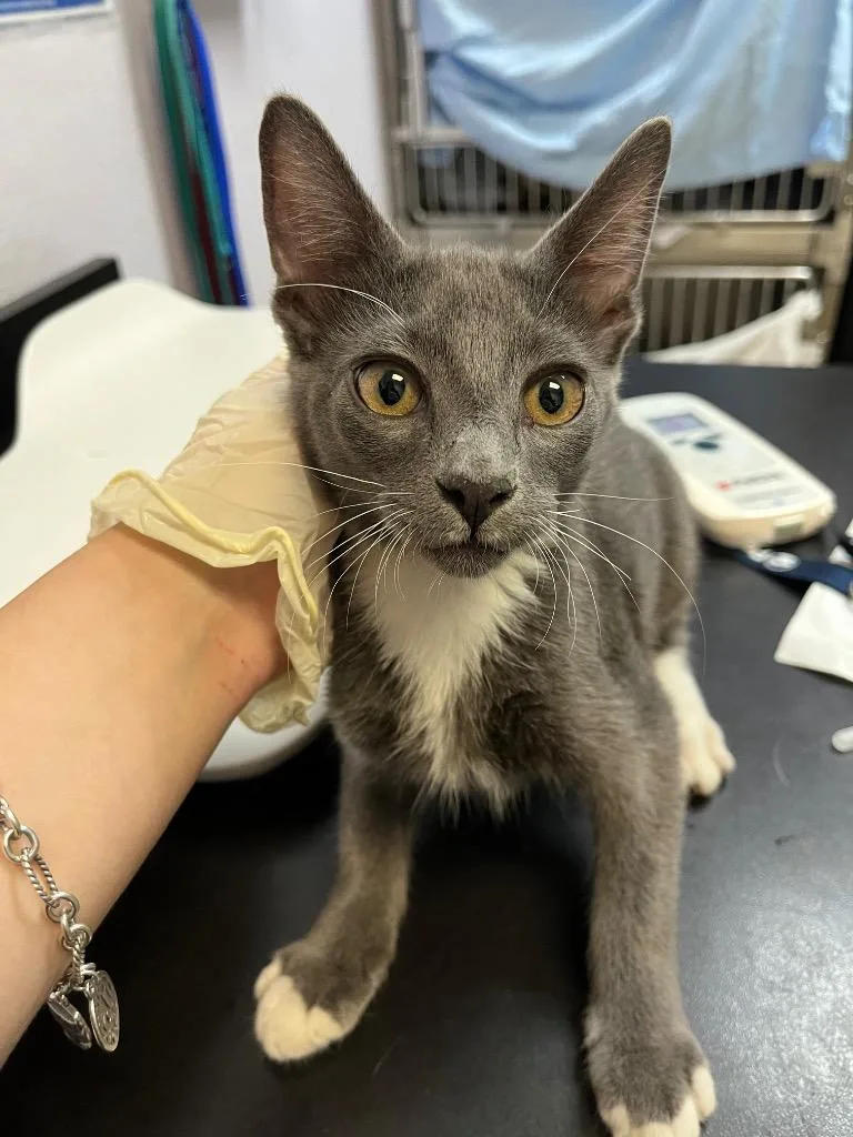 A baby small-sized male Domestic Short Hair cat named Sylvie for adoption in New Braunfels, TX