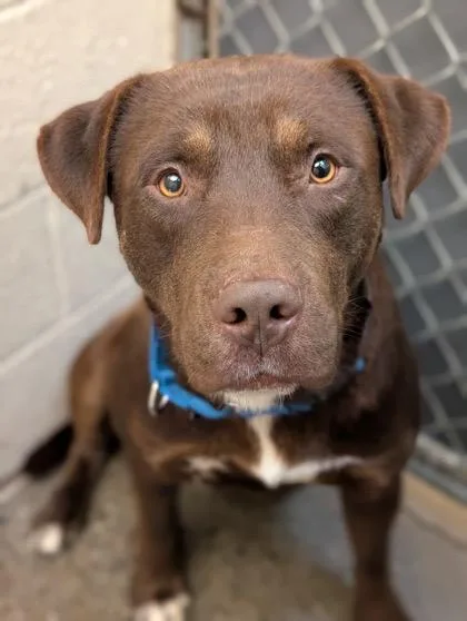 An adult large-sized male Brown / Chocolate Chocolate Labrador Retriever dog named Fudge for adoption in Fort Collins, CO