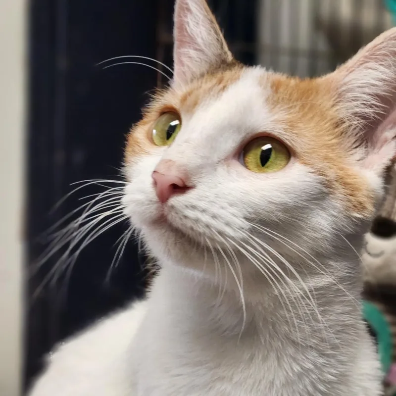 A baby small-sized female Calico Domestic Short Hair cat named Pixie C for adoption in Corsicana, TX