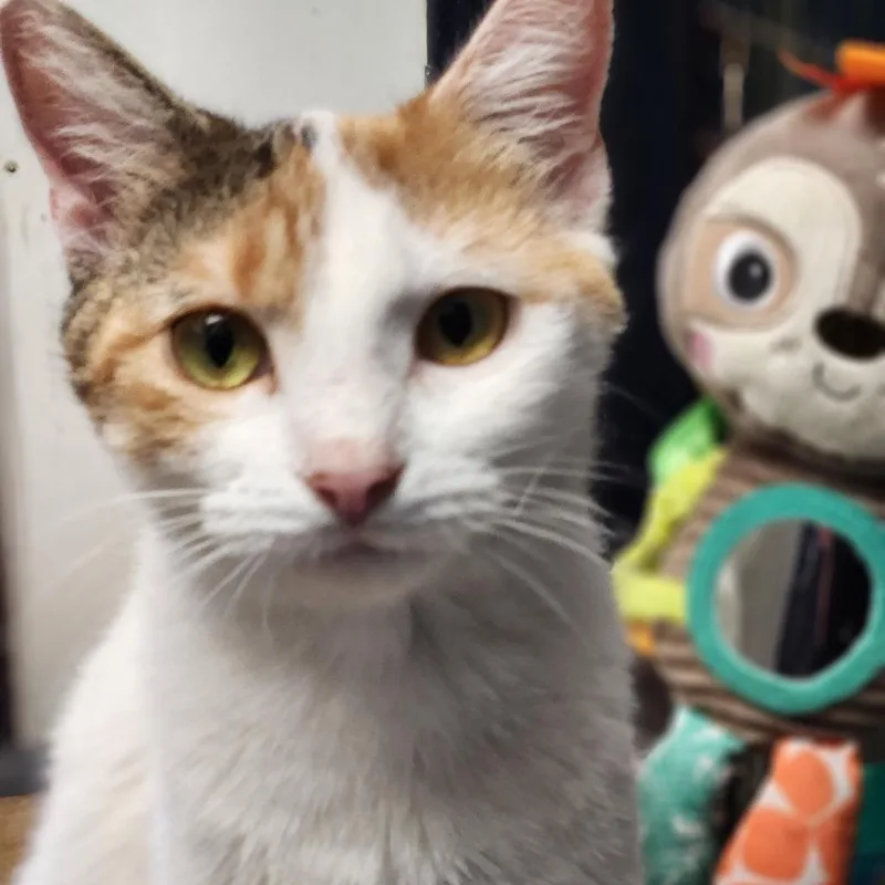 Pixie C thumbnail 3