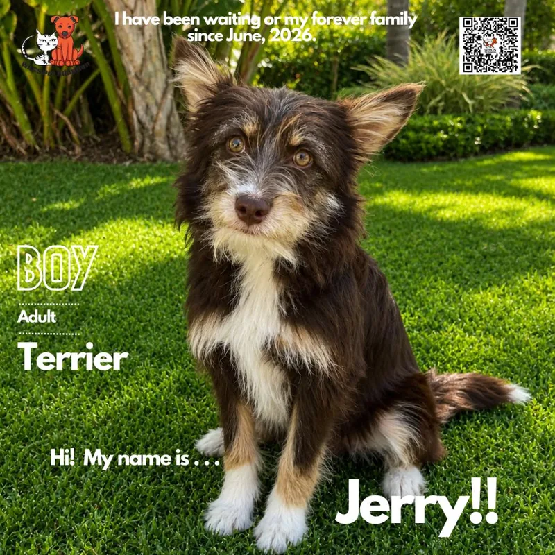 An adult small-sized male Brown / Chocolate Terrier dog named Jerry for adoption in Westminster, CA