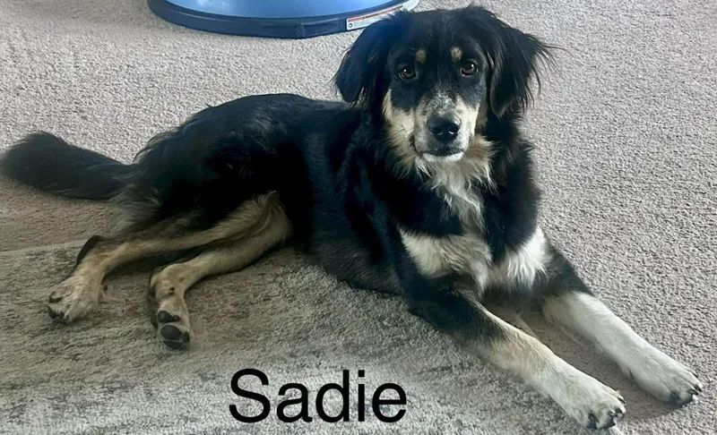 A young small-sized female Affenpinscher dog named Sadie for adoption in Owatonna, MN
