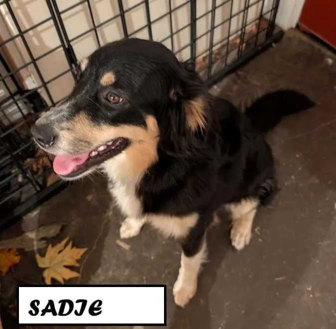 Sadie thumbnail 2