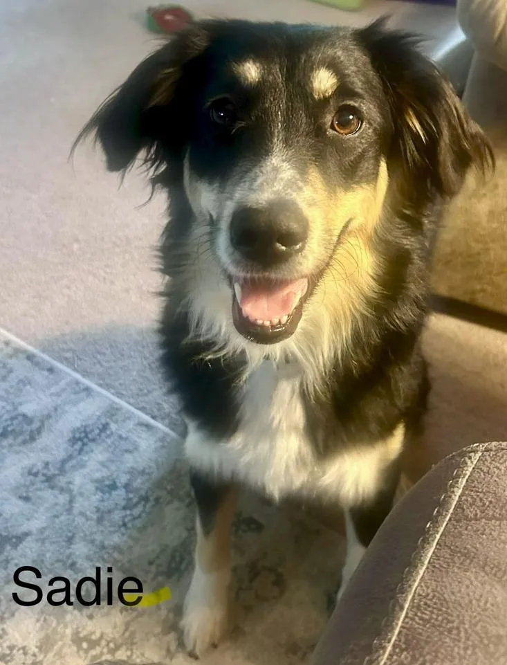 Sadie thumbnail 3