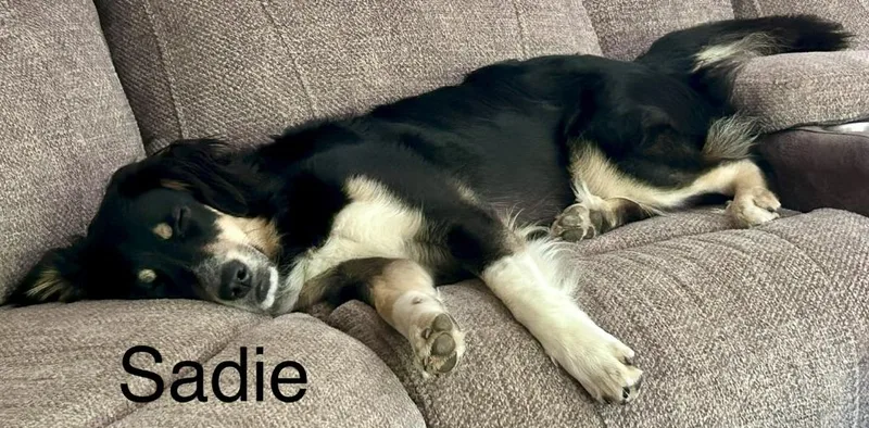 Sadie thumbnail 4
