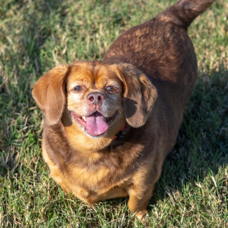 A senior small-sized female Red / Chestnut / Orange Mixed Breed dog named Lucy for adoption in Wilmington, DE