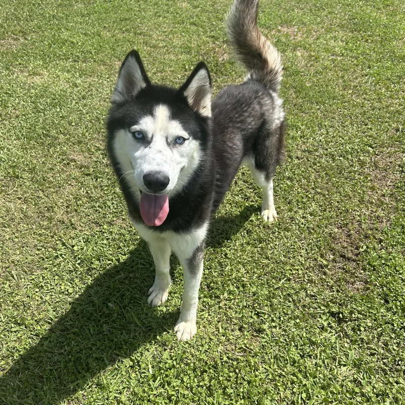 An adult medium-sized male Bicolor Husky dog named Sterling for adoption in Friendswood, TX