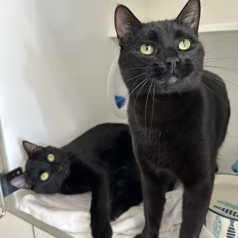 An adult medium-sized male Black Domestic Short Hair cat named Hulk & Hogan for adoption in La Grange Park, IL
