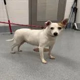 An adult small-sized female Yellow / Tan / Blond / Fawn Fox Terrier dog named Linda for adoption in Indianapolis, IN