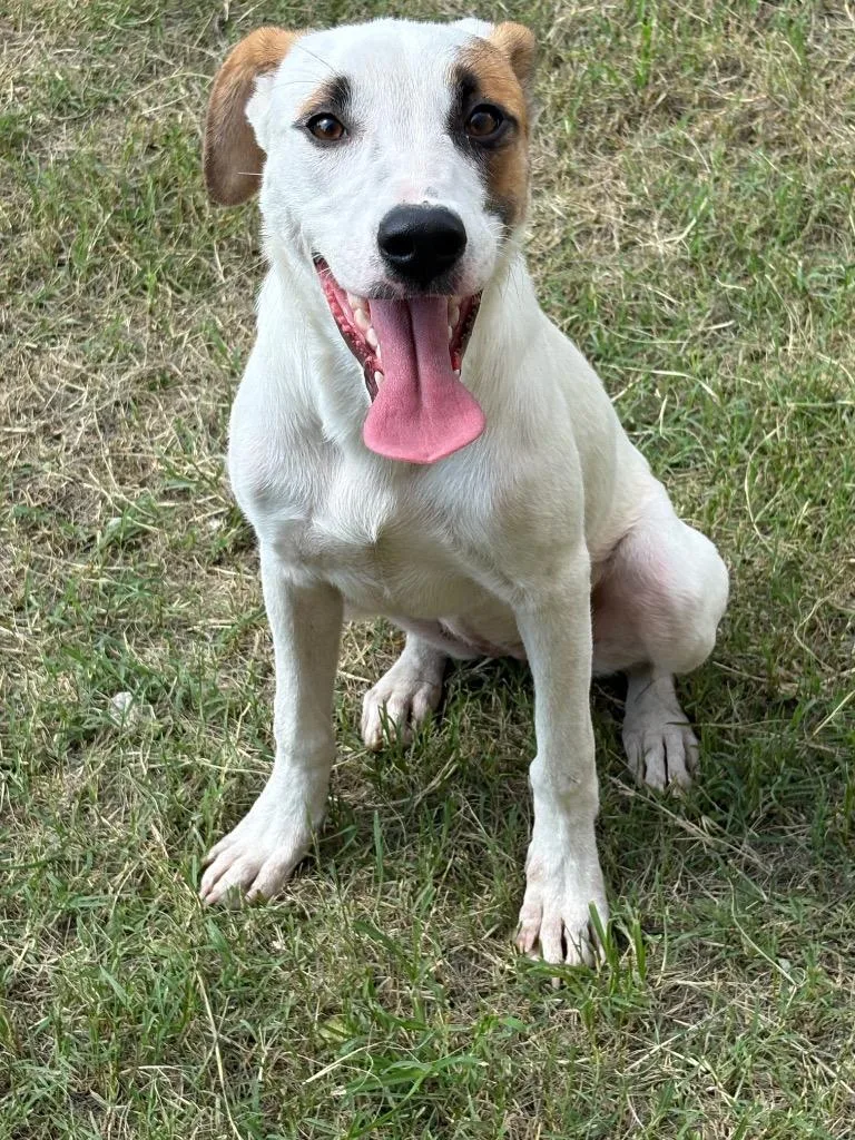 A baby medium-sized female Mixed Breed dog named Molly for adoption in Effingham, SC