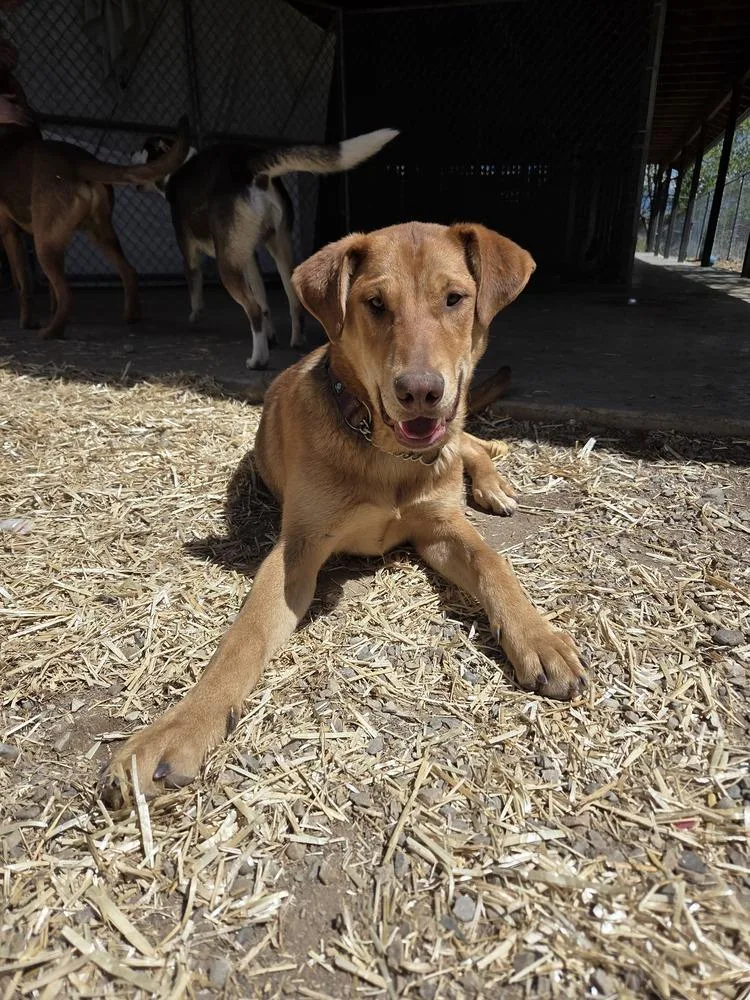 A baby medium-sized male Doberman Pinscher dog named Newt for adoption in Salmon, ID