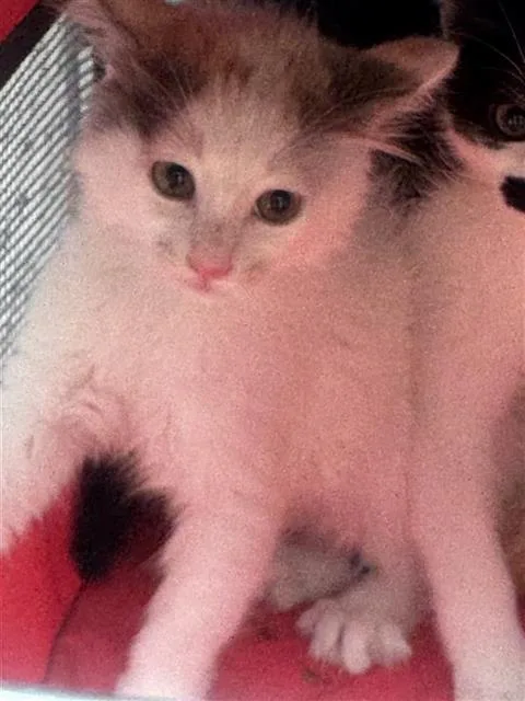 A baby medium-sized female Domestic Short Hair cat named Marina for adoption in Houston, TX
