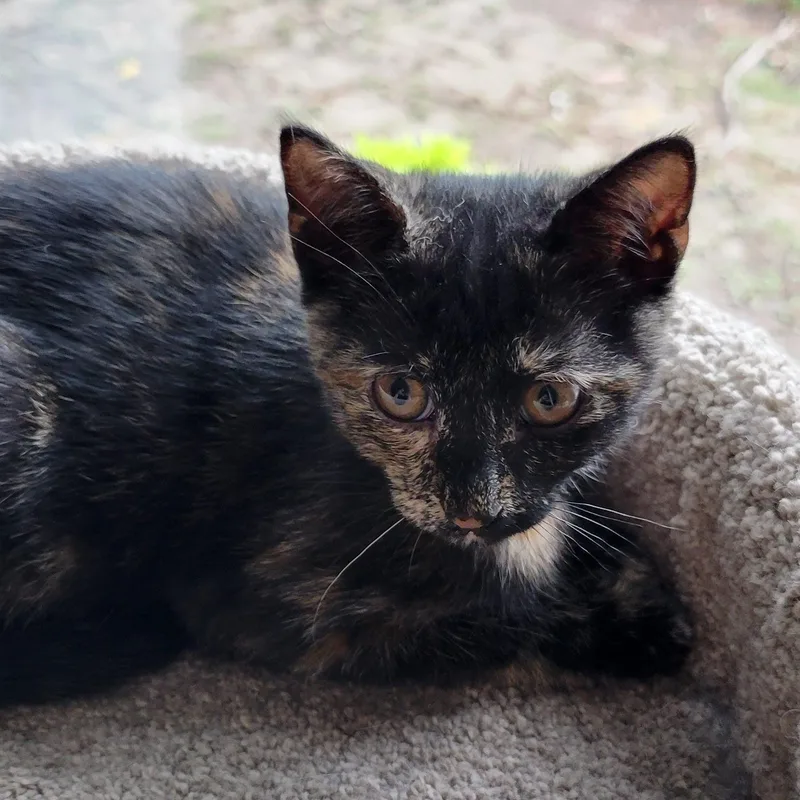 A baby medium-sized female Tortoiseshell cat named Ivy for adoption in Sanford, NC