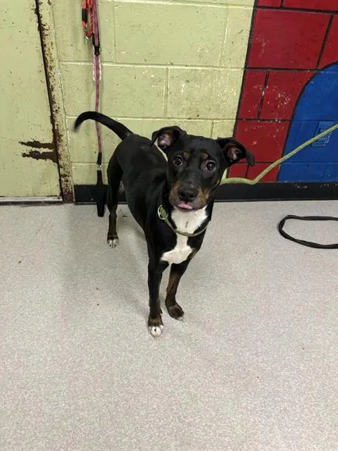 A young medium-sized female Fox Terrier dog named Louise for adoption in Indianapolis, IN