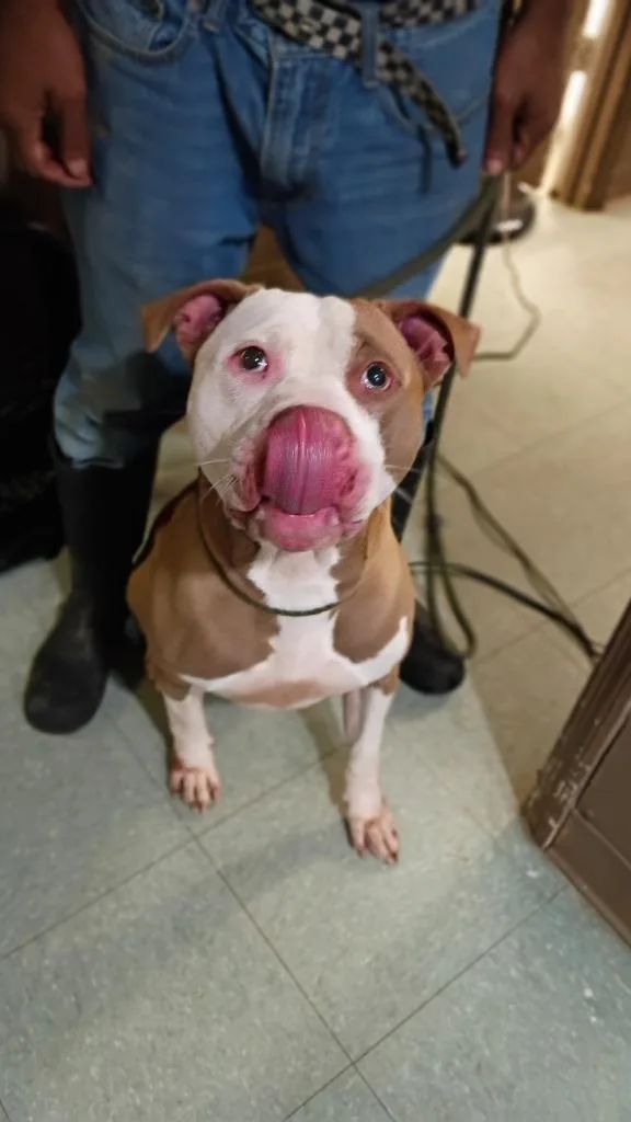 Peanut Butter