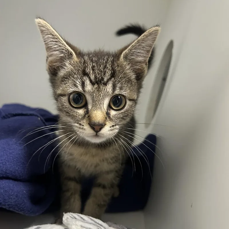 A baby small-sized female Domestic Short Hair cat named Daisy for adoption in Uniontown, PA