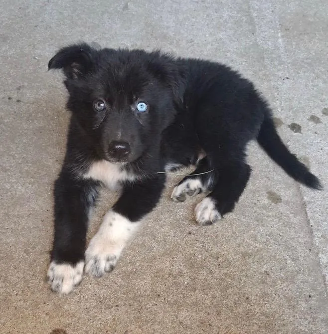 A baby medium-sized male Shepherd dog named Benny for adoption in Little Rock, AR