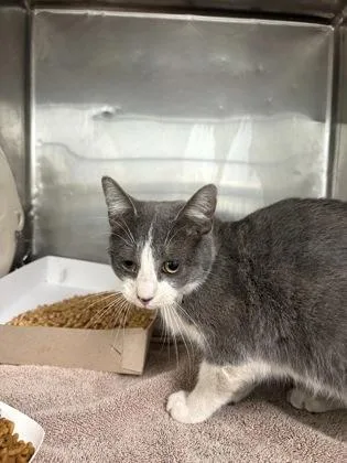A young medium-sized female Gray / Blue / Silver Domestic Short Hair cat named Lucy for adoption in El Paso, TX