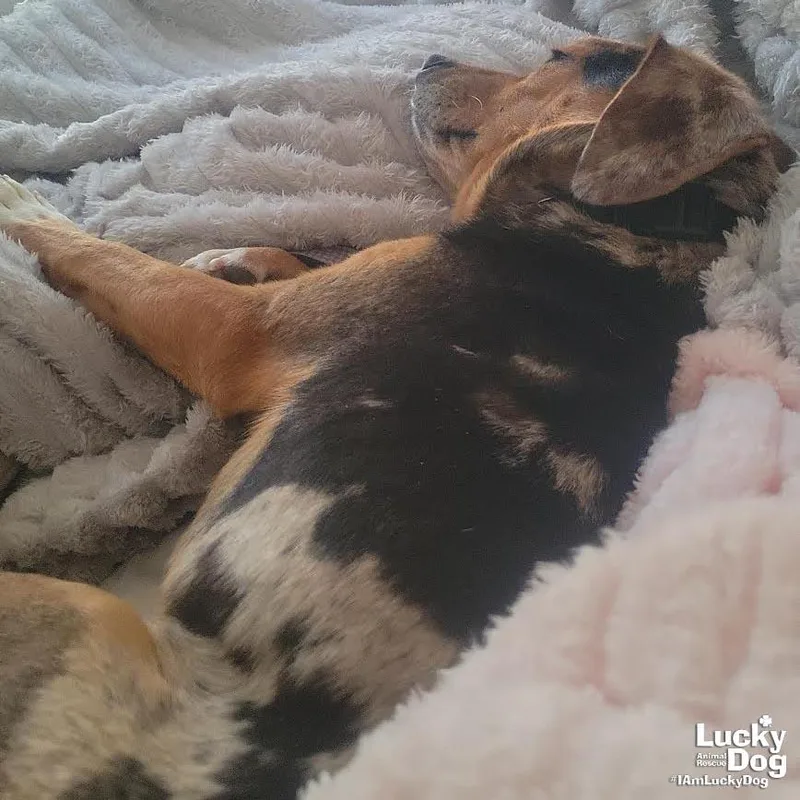 A young medium-sized male Beagle dog named Pickles for adoption in Washington, DC