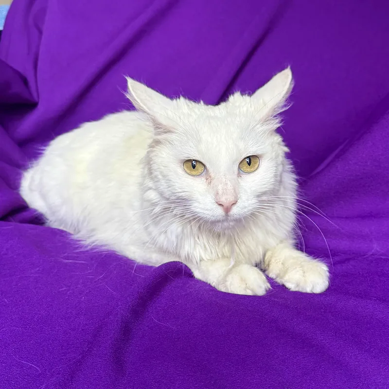 An adult medium-sized female White Domestic Short Hair cat named Sugar for adoption in Rowland Heights, CA