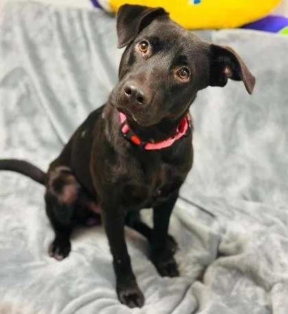 An adult medium-sized male Mixed Breed dog named Sam for adoption in West Chester, PA